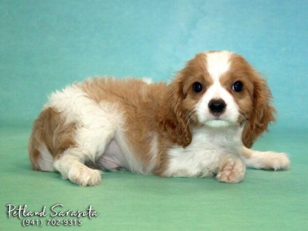 Cavalier King Charles — adopted from Dreamtails