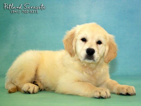 Golden Retriever — adopted from Dreamtails
