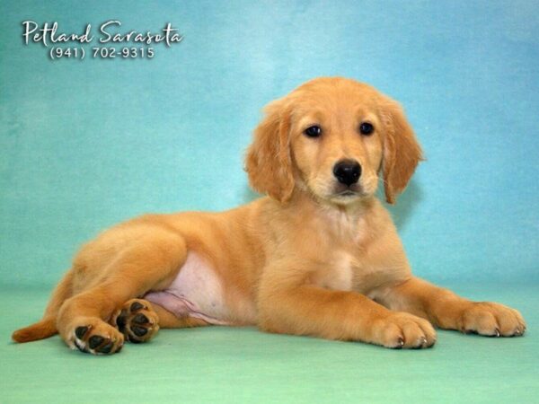 Golden Retriever — adopted from Dreamtails