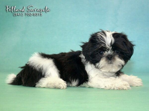 Shih Tzu — adopted from Dreamtails