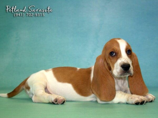 Basset Hound — adopted from Dreamtails