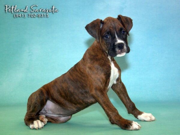 Boxer the Boxer — adopted from Dream Tails By Petland
