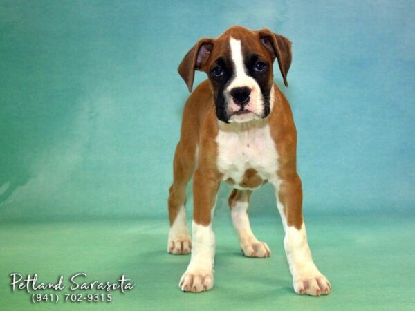 Boxer the Boxer — adopted from Dream Tails By Petland