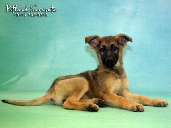 German Shepherd — adopted from Dreamtails