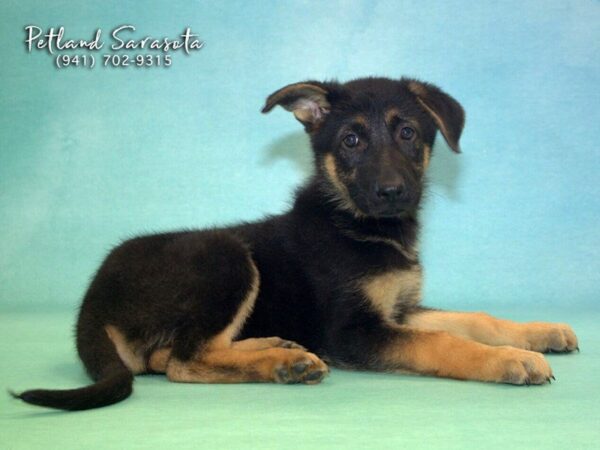 German Shepherd the German Shepherd — adopted from Dream Tails By Petland