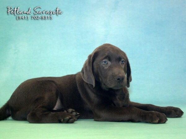 Labrador Retriever the Labrador Retriever — adopted from Dream Tails By Petland