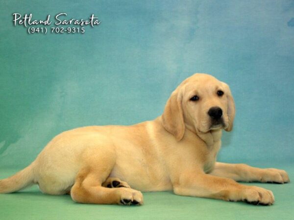 Labrador Retriever — adopted from Dreamtails