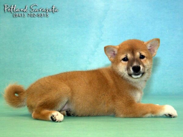 Shiba Inu — adopted from Dreamtails