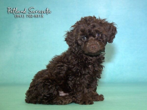 *2nd Gen. Cockapoo — adopted from Dreamtails