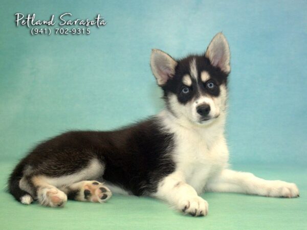 Husky Mo — adopted from Dreamtails