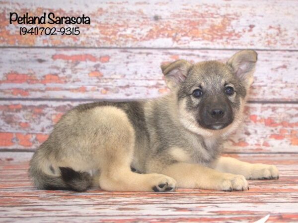 Norwegian Elkhound — adopted from Dreamtails