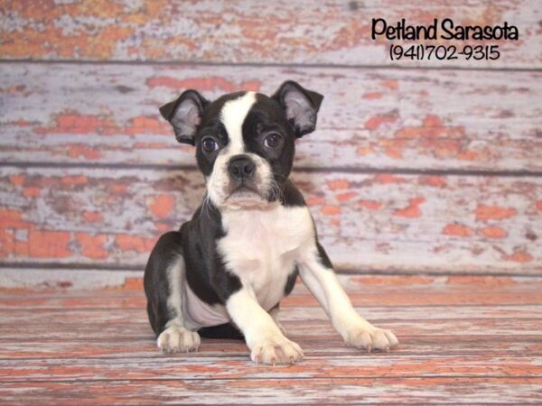 Boston Terrier — adopted from Dreamtails