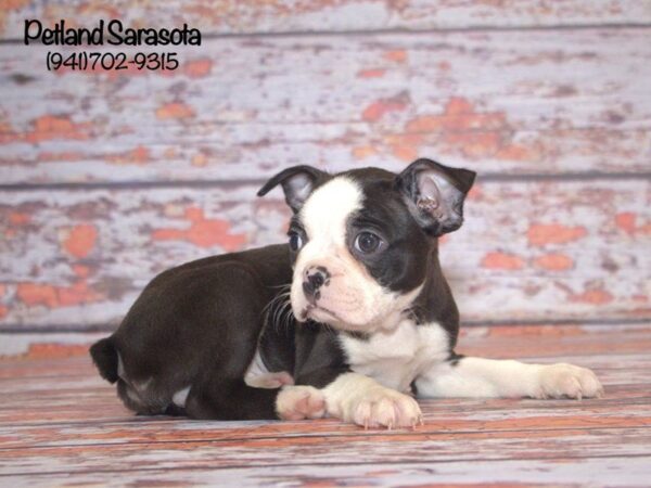 Boston Terrier — adopted from Dreamtails
