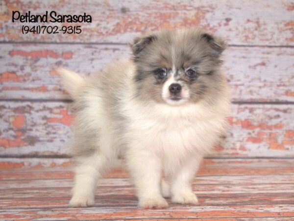Pomeranian — adopted from Dreamtails