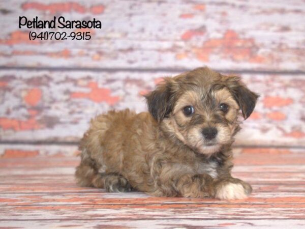 Yorkie Poo — adopted from Dreamtails