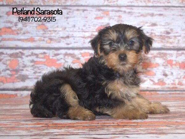 Yorkshire Terrier — adopted from Dreamtails