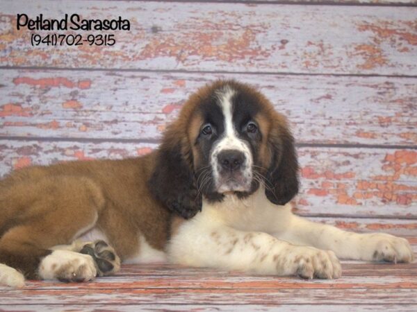 Saint Bernard — adopted from Dreamtails
