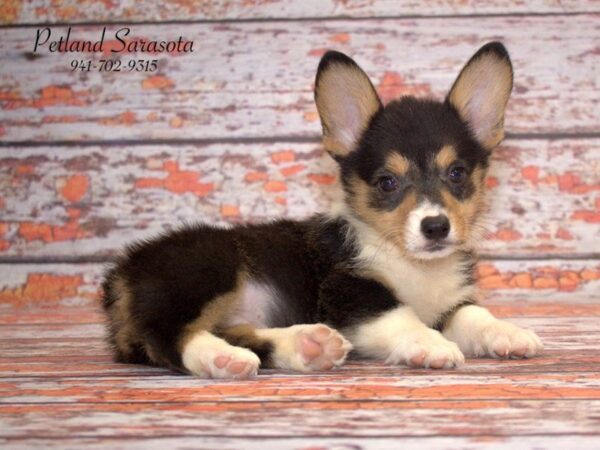 Pembroke Welsh Corgi — adopted from Dreamtails