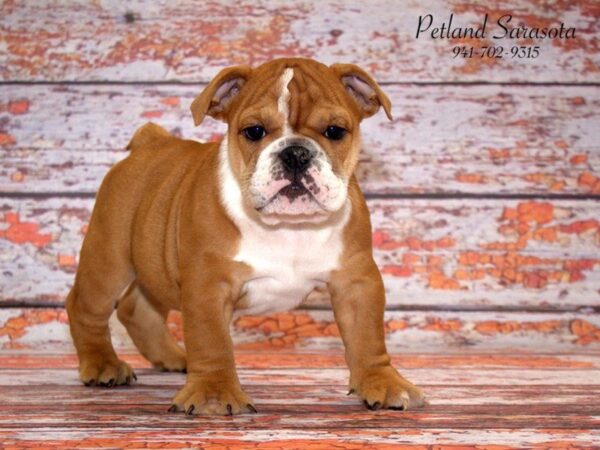 English Bulldog — adopted from Dreamtails