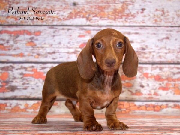 Dachshund — adopted from Dreamtails