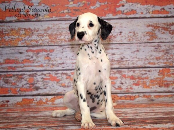 Dalmatian — adopted from Dreamtails