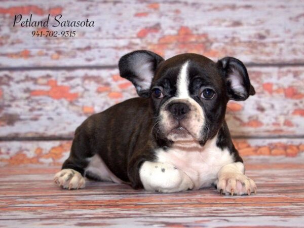 French Bulldog — adopted from Dreamtails