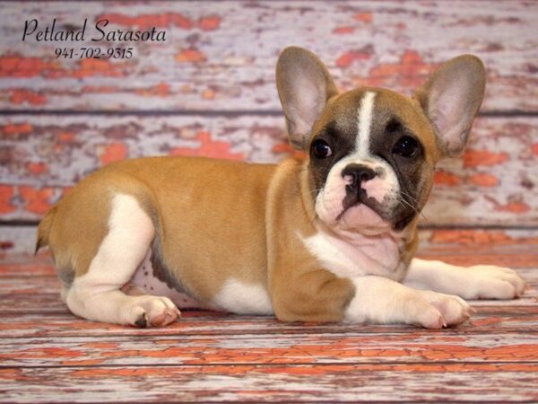 French Bulldog — adopted from Dreamtails