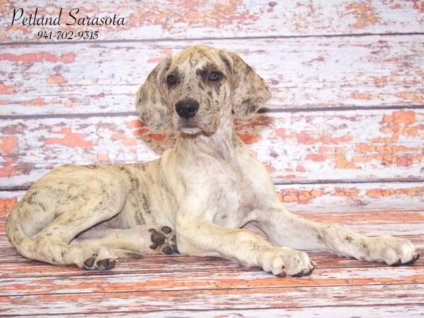 Great Dane — adopted from Dreamtails