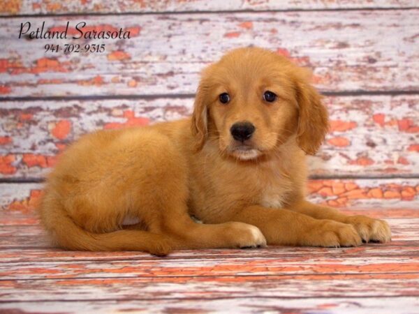 Golden Retriever — adopted from Dreamtails