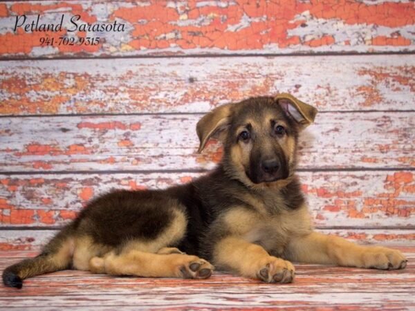 German Shepherd Dog — adopted from Dreamtails