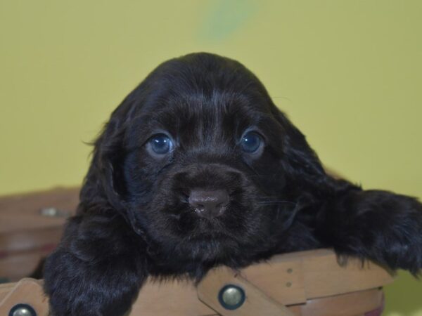 Cocker Spaniel — adopted from Dreamtails