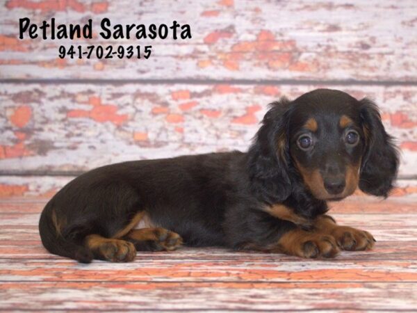Dachshund — adopted from Dreamtails