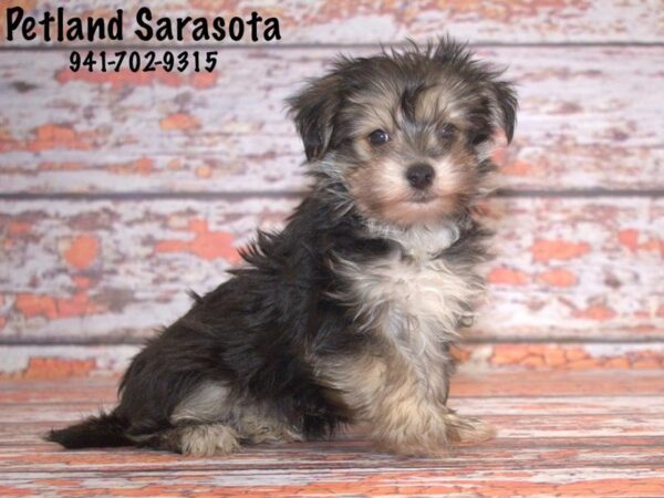 Morkie — adopted from Dreamtails