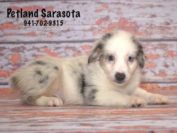 mini aussie — adopted from Dreamtails