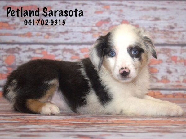 mini aussie — adopted from Dreamtails