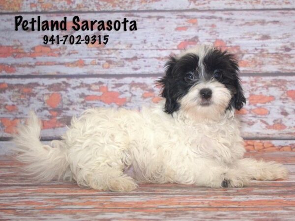 Havanese — adopted from Dreamtails