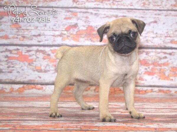 Pug — adopted from Dreamtails