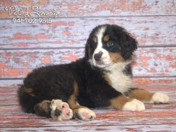 Bernese Mountain Dog — adopted from Dreamtails