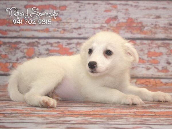 American Eskimo — adopted from Dreamtails
