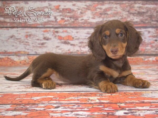 Dachshund — adopted from Dreamtails