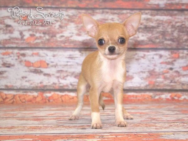 Chihuahua — adopted from Dreamtails