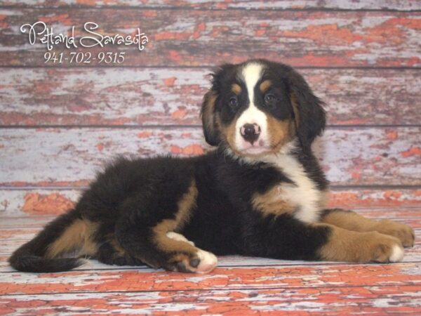 Bernese Mountain Dog — adopted from Dreamtails