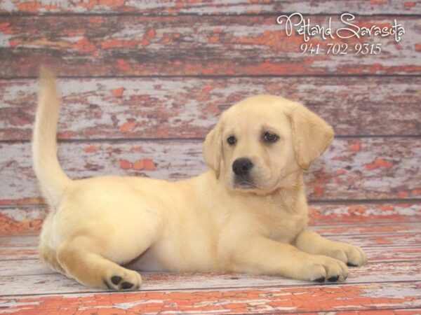 Labrador Retriever — adopted from Dreamtails