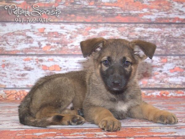 German Shepherd — adopted from Dreamtails
