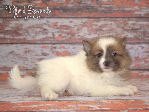 Pomeranian — adopted from Dreamtails