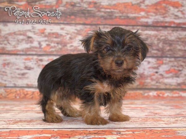 Dorkie — adopted from Dreamtails