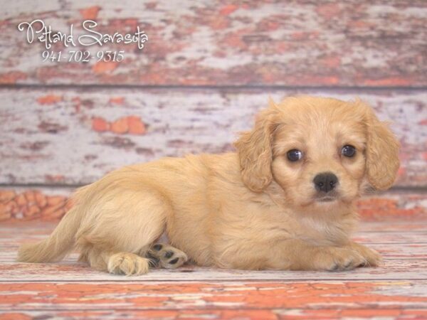 Cavachon — adopted from Dreamtails