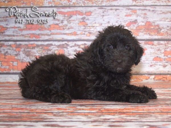 Whoodle — adopted from Dreamtails