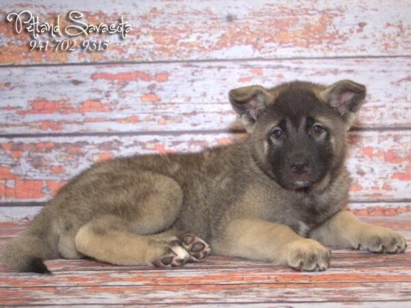 Akita — adopted from Dreamtails