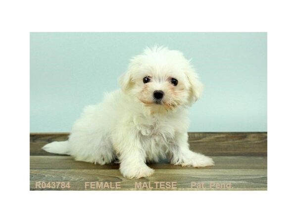 Maltese — adopted from Dreamtails